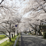 桜のトンネル