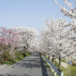 桜のトンネル